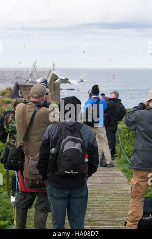 Les photographes et les observateurs d'être attaqué par les Sternes arctiques protégeant leurs nids, Iles Farne, Northumberland, Angleterre Banque D'Images