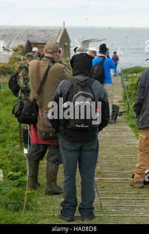 Les photographes et les observateurs d'être attaqué par les Sternes arctiques protégeant leurs nids, Iles Farne, Northumberland, Angleterre Banque D'Images