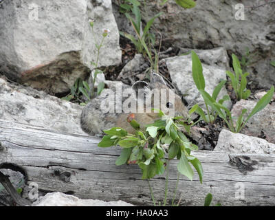 Le Pika, un petit mammifère alpin, habite les Hoodoos le long du Howard Eaton Trail dans le parc national de Yellowstone. Cette région, située dans la chaîne nord, présente des formations de travertins distinctives et une faune diversifiée. Banque D'Images