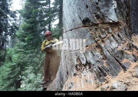 Un pompier travaille pour contrôler les conséquences d'un incendie de forêt dans la forêt nationale de Klamath, en Californie, suite aux dommages causés à l'écosystème de la forêt et aux habitats fauniques. Banque D'Images