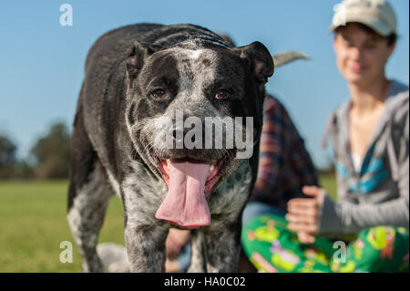 Race mélangée Pit Bull smiling avec langue hanging out. Banque D'Images