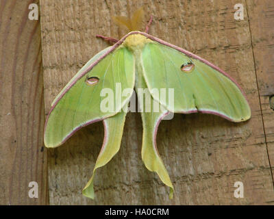 Le Actias luna, également connu sous le nom de la mitaine Luna, est capturé ici sous sa forme féminine, un sujet important en entomologie pour son cycle de vie et son rôle écologique. Banque D'Images