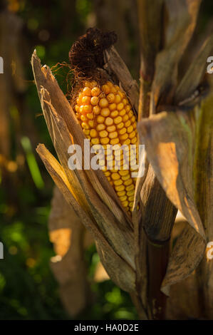 Usdagov 1552525996020141017-FSA-RBN-1368 Banque D'Images