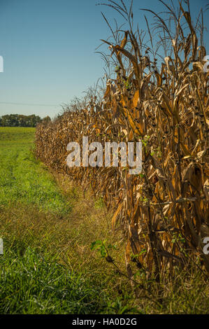 Usdagov 1552423375920141017-FSA-RBN-1371 Banque D'Images