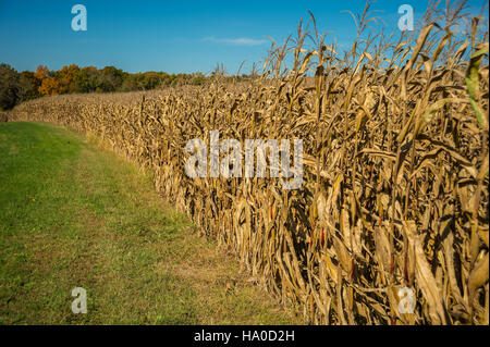 Usdagov 1509074438320141017-FSA-RBN-1377 Banque D'Images