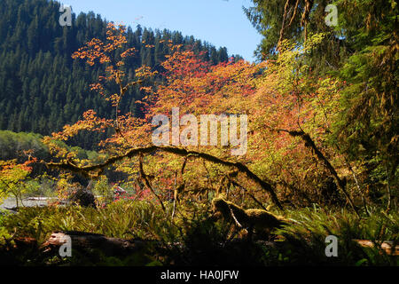 On observe des lichens et des mousses poussant sur des troncs d’arbres, contribuant à l’écosystème forestier en améliorant le cycle des nutriments et en fournissant des habitats aux petits organismes. Banque D'Images