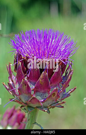 Tête d'artichaut avec fleur - Cynara cardunculus var. scolymus, l'Artichaut, famille des Asteraceae Banque D'Images