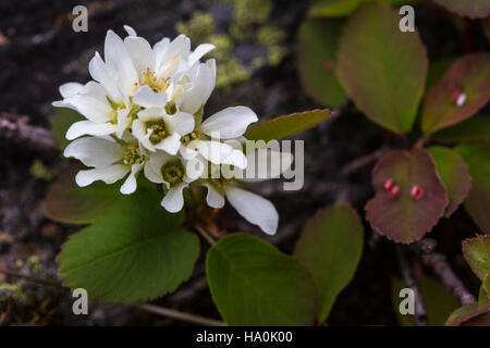 Serviceberry (Amelanchier alnifolia) est un arbuste à feuilles caduques originaire d'Amérique du Nord, connu pour ses fruits comestibles et ses belles fleurs blanches. Présent dans de nombreux parcs nationaux des États-Unis, il fournit de la nourriture à la faune et contribue à la biodiversité globale des écosystèmes forestiers. Banque D'Images