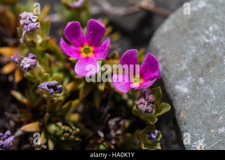 Glaciernps 23183332774 Douglasia Montagne (Dwarf-primrose) - Douglasia montana Banque D'Images