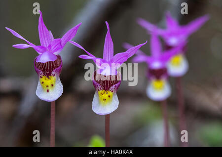 Glaciernps 23443529539 Fairy Chaussons - Calypso bulbosa Banque D'Images