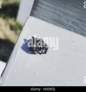 Une araignée sautante est capturée dans son habitat naturel au bord de mer national de Cape Hatteras. L’espèce joue un rôle dans le maintien de l’équilibre écologique en contrôlant les populations d’insectes dans le parc. Banque D'Images