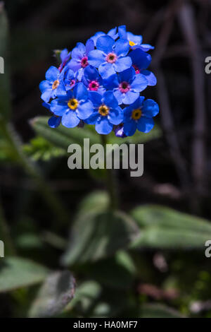 Le Forget-me-Not alpin, Myosotis alpestris, est une fleur sauvage délicate trouvée dans le parc national des glaciers. C'est une espèce importante pour le maintien de la santé de l'écosystème alpin et la promotion de la biodiversité. Banque D'Images
