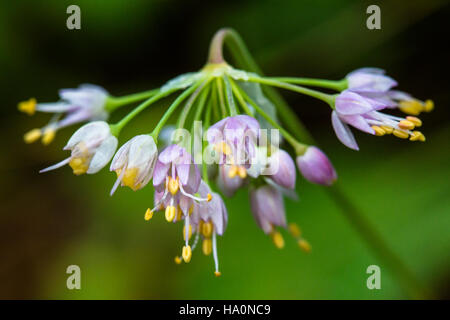 L'oignon hochant (Allium cernuum) est une espèce de fleurs sauvages que l'on trouve dans la région du parc national des glaciers. Connue pour ses têtes de fleurs distinctives, cette plante joue un rôle dans l'écosystème local en soutenant les pollinisateurs et en ajoutant de la beauté aux paysages naturels du parc. Banque D'Images