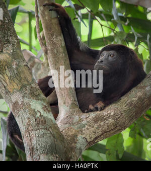 La main dans le singe hurleur en relaxant tree Banque D'Images