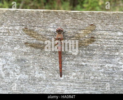 Dard commun dragonfly (Sympetrum striolatum) mâle. Photo Tony Gale Banque D'Images