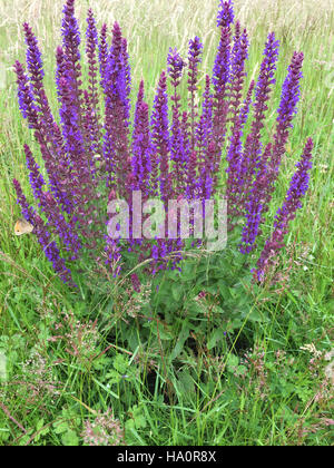 La Salicaire (Lythrum Salicaria) Photo Tony Gale Banque D'Images