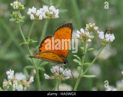 Cuivre (papillon Lycaena Grecian ottomana) sur fleurs blanches dans le sud de la Grèce. Banque D'Images