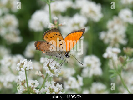 Cuivre (papillon Lycaena Grecian ottomana) sur fleurs blanches dans le sud de la Grèce. Banque D'Images