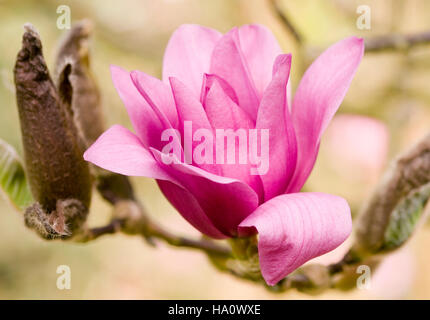 CLOSE UP PORTRAIT OF VULCAN MAGNOLIA Banque D'Images