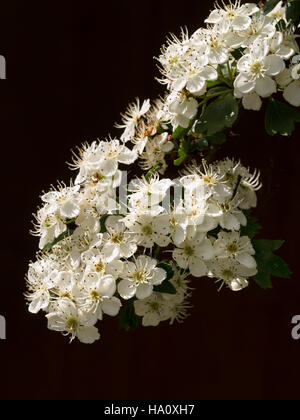 Les Blancs l'aubépine (Crataegus monogyna) fleurs et feuillage feuille verte sur fond noir, au Royaume-Uni. Banque D'Images