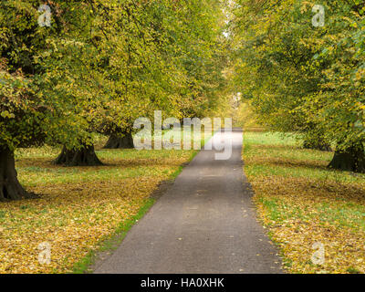 Long, route droite à travers lime avenue bordée d'arbres en automne, Ticknall, Derbyshire, Angleterre, Royaume-Uni. Banque D'Images