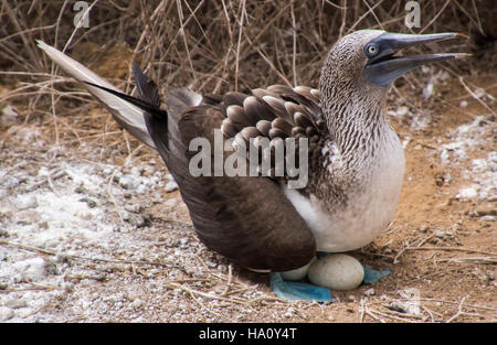 Fou à pieds bleus dans la côte de l'île de San Cristobal Equateur Galapagos Banque D'Images