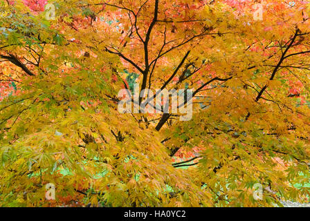 ACER PALMATUM HESSEI érable japonais feuillage de l'AUTOMNE Banque D'Images