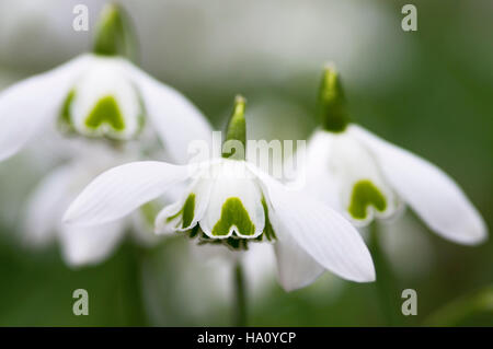 Galanthus Greatorex Banque D'Images