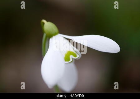 GALANTHUS S ARNOTT CLOSE UP PORTRAIT Banque D'Images