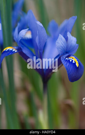 IRIS RETICULATA HARMONY CLOSE UP PORTRAIT Banque D'Images