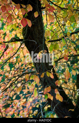 NYSSA SYLVATICA COULEUR DES FEUILLES D'AUTOMNE Banque D'Images