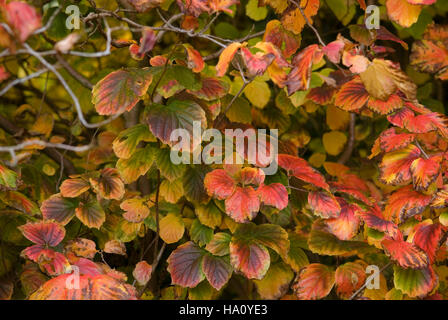 FOTHERGILLA MAJOR IN AUTUMN LEAF Banque D'Images