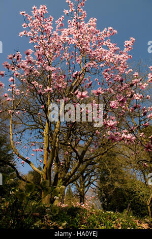 MAGNOLIA SARGENTIANA VAR ROBUSTA EN FLEUR Banque D'Images