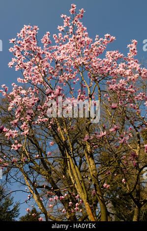 MAGNOLIA SARGENTIANA VAR ROBUSTA EN FLEUR Banque D'Images