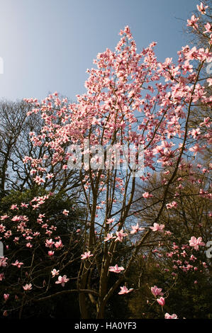 MAGNOLIA SARGENTIANA VAR ROBUSTA EN FLEUR Banque D'Images