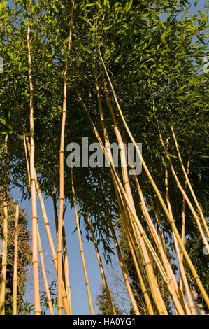 PHYLLOSTACHYS AUREOSULCATA SPECTABILIS ATTEIGNANT JUSQU'À LA SKY Banque D'Images