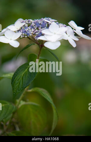 HYDRANGEA MACROPHYLLA VEITCHII CLOSE UP Banque D'Images