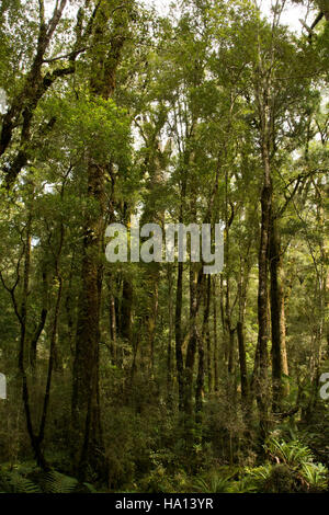 Un climat tempéré et podocarpus hêtre ont survécu dans la forêt tropicale du Bassin Oparara, dans le nord-ouest de l'île Sud de la Nouvelle-Zélande. Banque D'Images