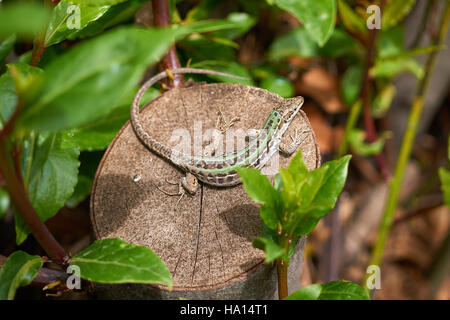 Lizard sur tronc d'arbre, leafs autour Banque D'Images