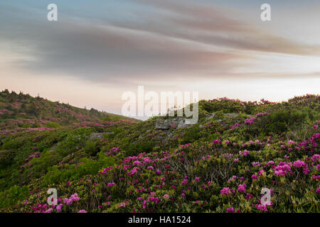 Sur une montagne rocheuse Rhododendron juste après l'aube Banque D'Images