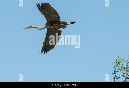 Le Service de conservation des ressources naturelles (NRCS) de l'USDA à Merced, en Californie, se concentre sur les systèmes d'irrigation pour améliorer la gestion de l'eau et promouvoir une agriculture durable. L'utilisation d'aqueducs, de vannes et de canaux d'irrigation assure une utilisation efficace de l'eau pour l'irrigation des cultures. La présence de la faune sauvage, comme le grand héron bleu, souligne l’équilibre entre l’agriculture et les efforts de conservation dans la région. Banque D'Images