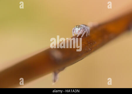 Le Tan Jumping Spider, originaire des États-Unis, est un petit arachnide agile connu pour son excellente vision et sa capacité de saut. Il joue un rôle dans le contrôle des populations d'insectes dans son écosystème. Banque D'Images