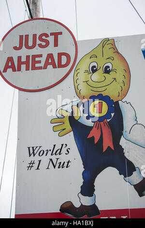 Wakefield, en Virginie, connue comme la capitale mondiale de l'arachide, accueille une culture à grande échelle de l'arachide et du coton. L'USDA soutient les pratiques agricoles locales et les méthodes agricoles durables par la recherche et le développement dans la région. Banque D'Images