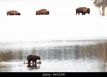 Cette photographie montre un grizzli se nourrissant de la carcasse d'un bison dans le parc national de Yellowstone. Le grizzli, prédateur important du parc, joue un rôle essentiel dans l’écosystème en influençant les populations animales et en les ramenant. La scène met également en évidence la riche biodiversité du parc et l'interconnexion des prédateurs et des proies. Banque D'Images