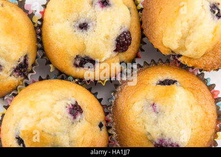 Blackberry fait maison muffins dans les tasses de papier Banque D'Images