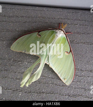 Un Luna Moth, connu pour son apparence frappante et sa grande taille, est repéré à Assateague Island National Seashore. L’apparence du papillon fait partie de la riche biodiversité et de la valeur écologique du parc. Banque D'Images