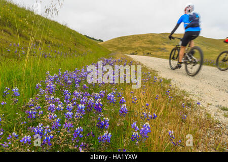 Un cycliste profite du pittoresque sentier Anza Trail, dans le monument national de Fort Ord, pour découvrir les activités récréatives et la beauté naturelle de ce paysage protégé en Californie. Banque D'Images