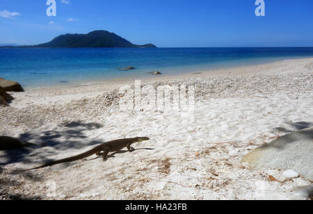 Yellow-spotted varan (Varanus panoptes) traque sur l'île de Fitzroy, Nudie, Grande Barrière de Corail, près de Cairns, Queensland, Australie Banque D'Images