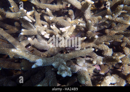 Repérer les lits bébés : les épisodes de consommation de la couronne d'étoile de mer Acanthaster planci se cachant dans l'île de Fitzroy, Thicket Acropora, Great Barrier Reef, Queensland, Banque D'Images