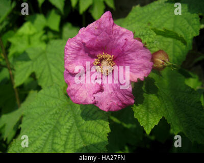 Snpphotos Purple-Flowering 6965126967 Framboise Banque D'Images